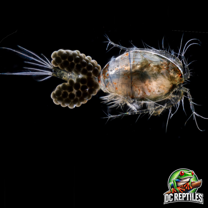 Cyclops/Rotifer 1 Kg