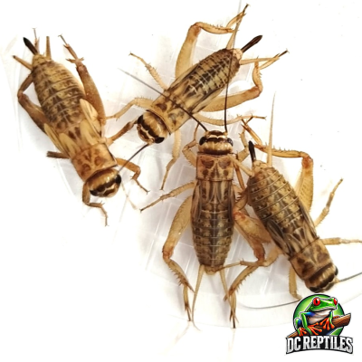 Acheta domestica Medium