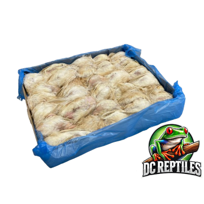 Spanish Ex-Layer quail 150-200 g
