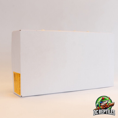 Pulcini di un giorno di qualità B