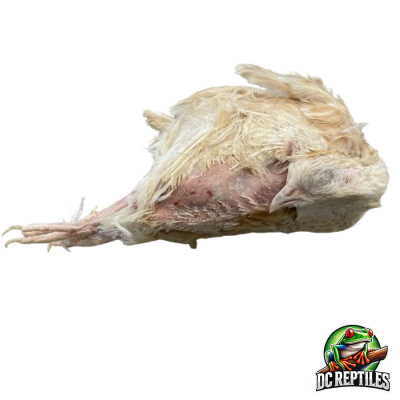 Quaglia ovaiola spagnola 150-200 g