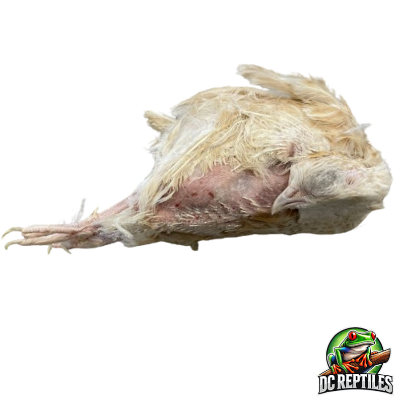 Spanish Ex-Layer quail 150-200 g