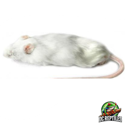 Jumbo mice 10 PZ +30 g