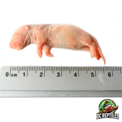 Baby rats 25 PZ 5-14 g