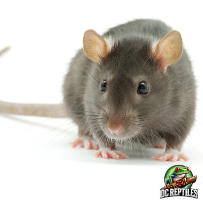 Rat 5 PZ 80-90g