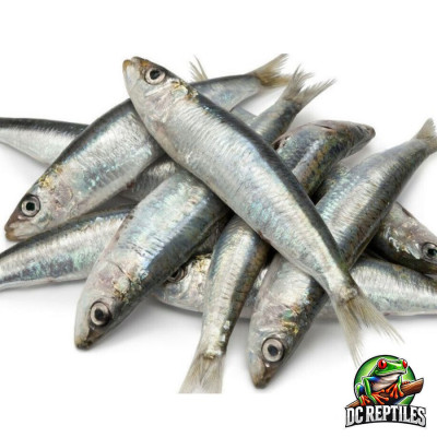 Sardines 1Kg